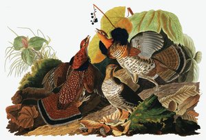 Ruffed Grouse, Tetrao Umbellus, fra The Birds of America av John J. Audubon, pub. 1827-38 (håndfarget gravering) av John James Audubon